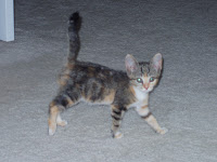 Striped Kitten named Winne