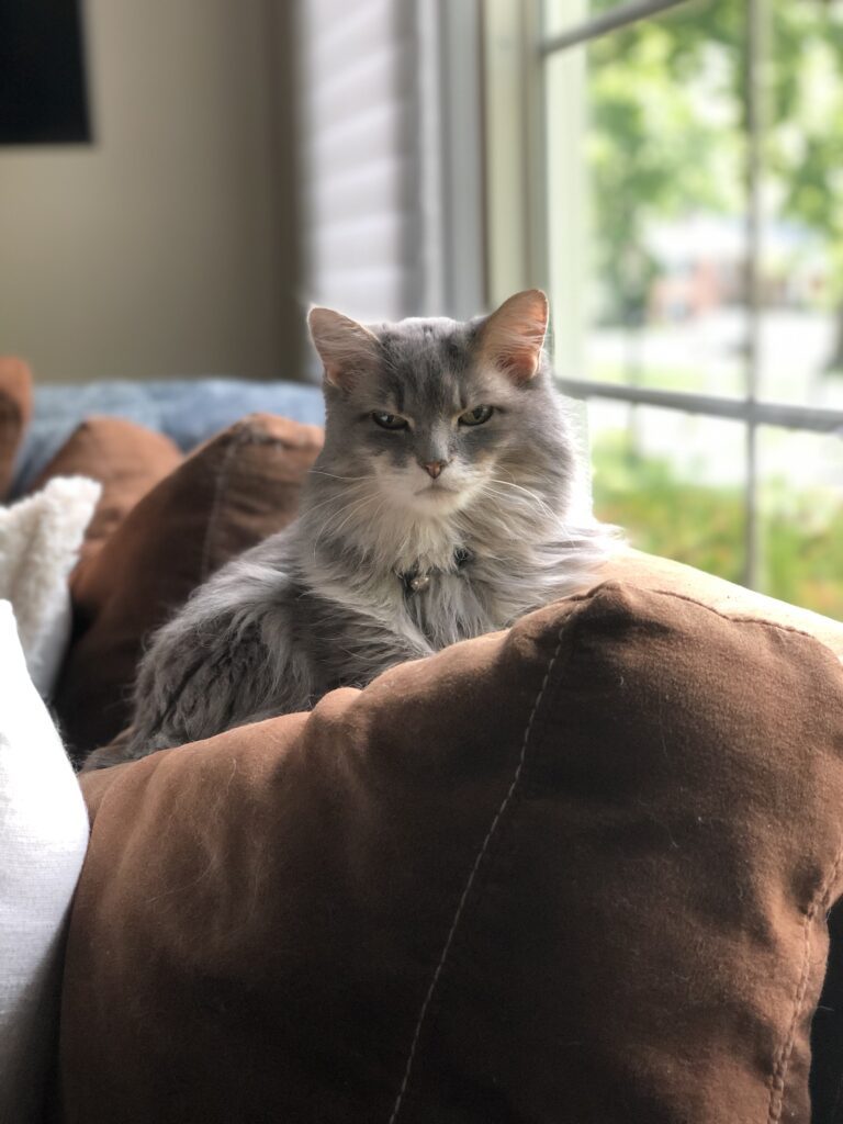 Wiggy the cat