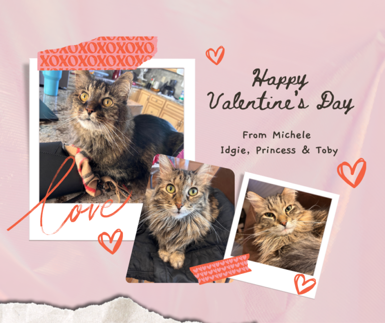 valentine's day cat