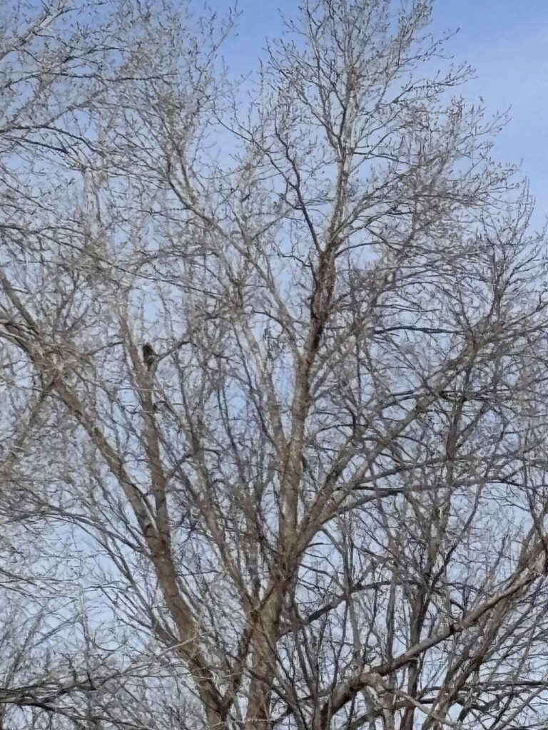 eagle
